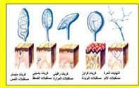 الملخص المستقبلات الحسية